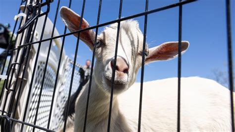 petting zoos on long island|animal farm petting zoo.